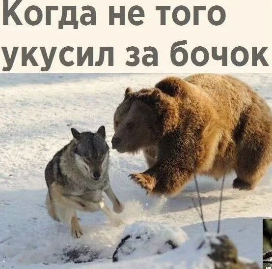 Когда не того укусил за бочок