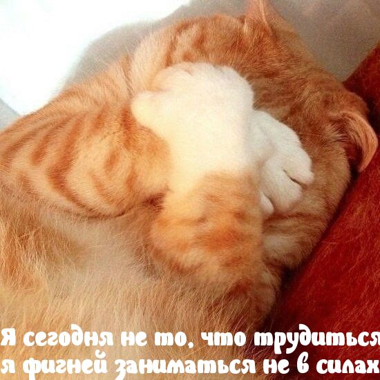 по чип трудиться пися не сами а