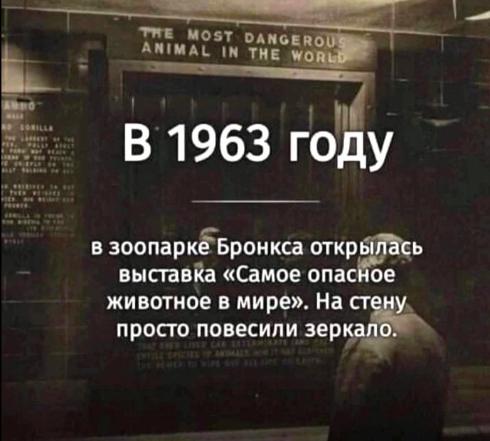 В 1963 году
в зоопарке Бронкса открылась выставка «Самое опасное животное в мире». На стену просто повесили зеркало.