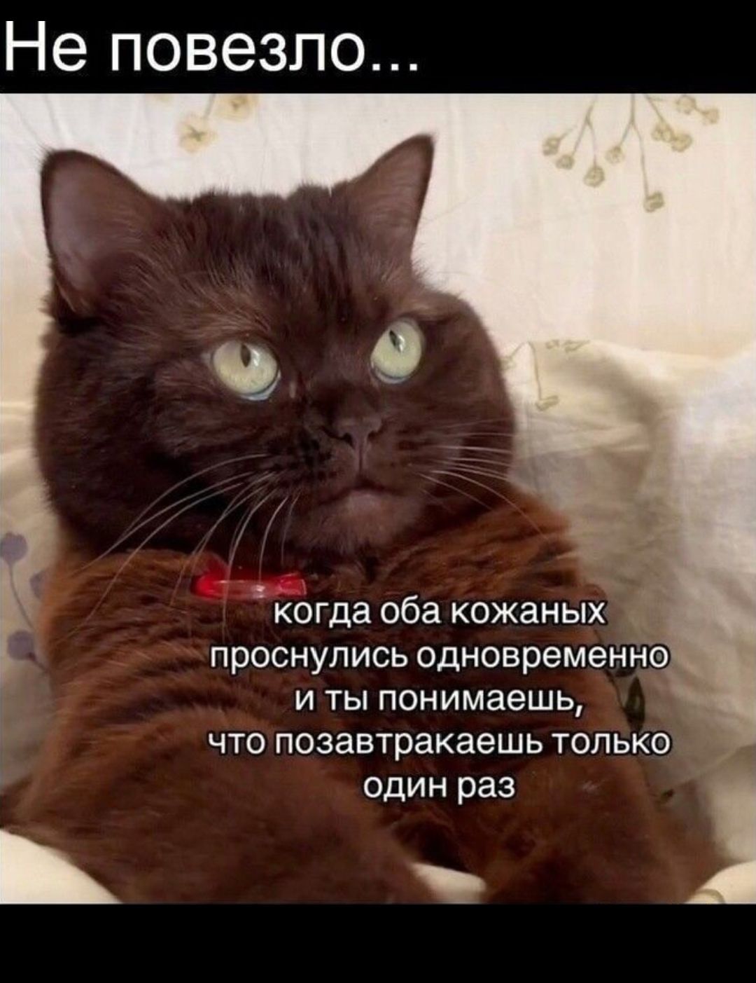 Не повезло...
когда оба кожаных проснулись одновременно
и ты понимаешь,
что позавтракаешь только один раз