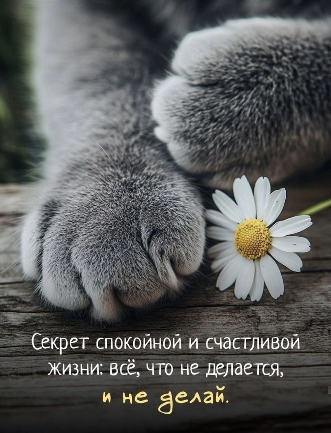 Секрет спокойной и счастливой жизни: всё, что не делается, и не делай.