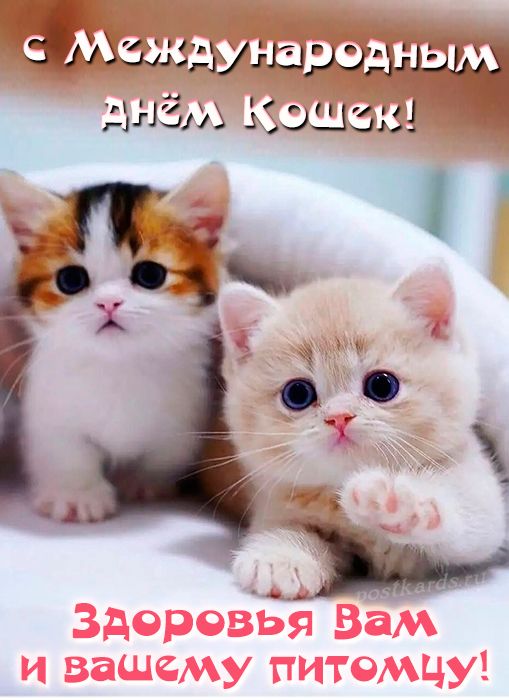 с Международным днём Кошек!
Здоровья Вам и вашему питомцу!