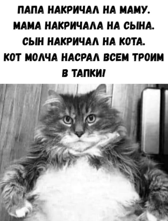 Папа накричал на маму. Мама накричала на сына. Сын накричал на кота. Кот молча насрал всем троим в тапки!