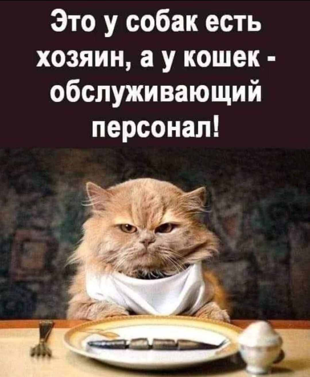 Это у собак есть хозяин, а у кошек - обслуживающий персонал!