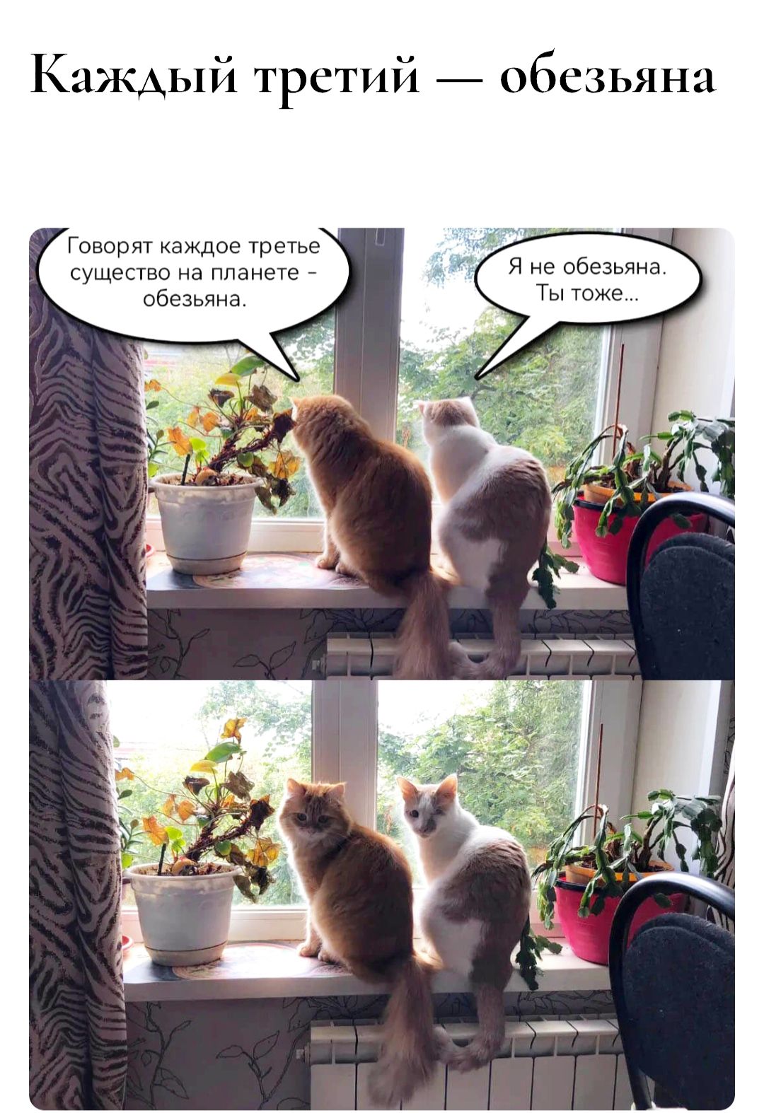 Каждый третий — обезьяна. Говорят каждое третье существо на планете - обезьяна. Я не обезьяна. Ты тоже...