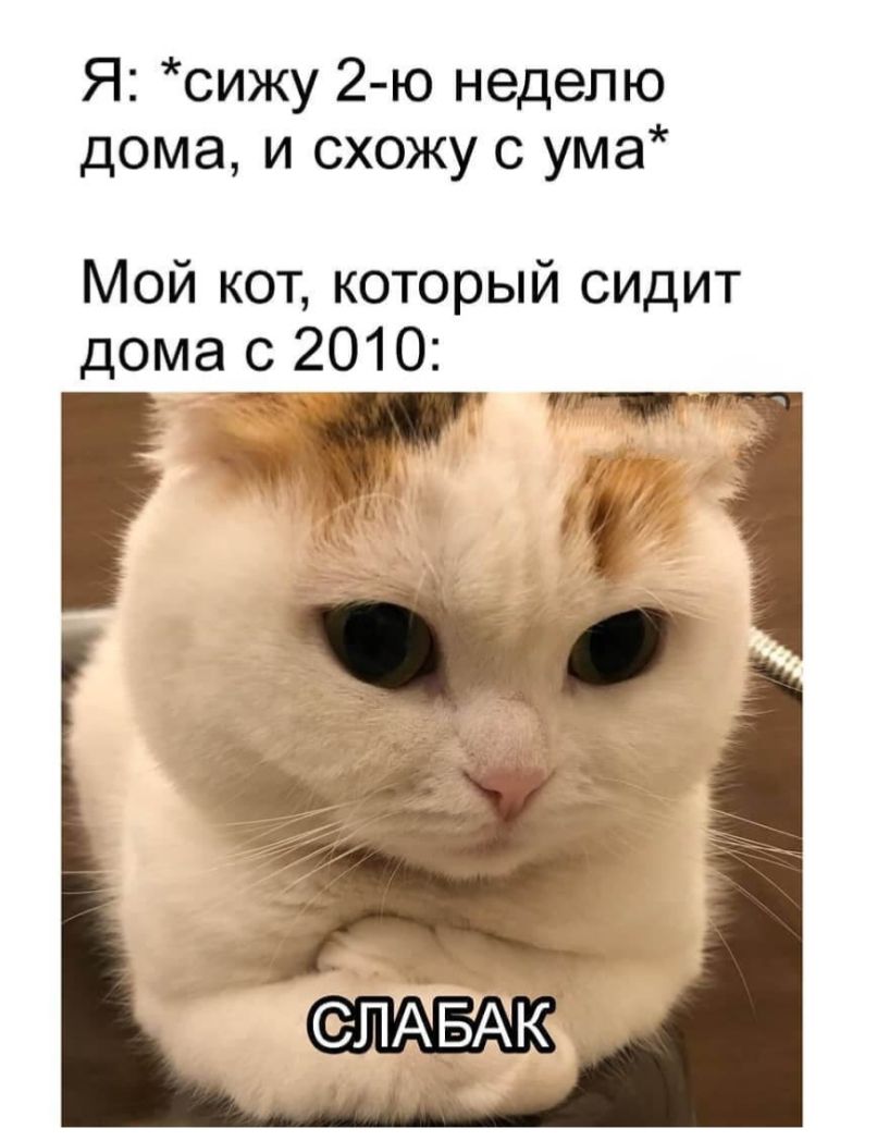 Я: *сижу 2-ю неделю дома, и схожу с ума* Мой кот, который сидит дома с 2010: СЛАБАК