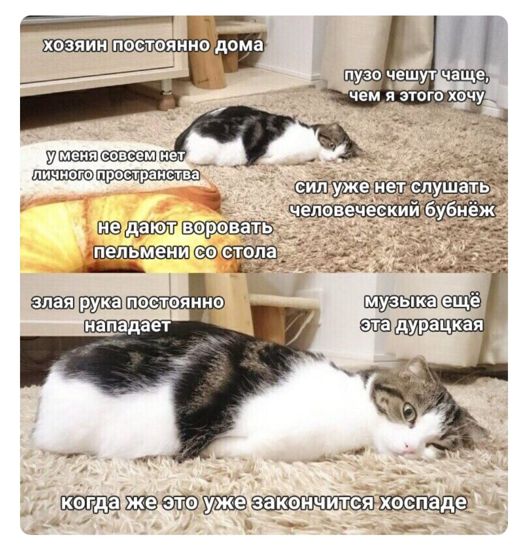 хозяин постоянно дома у меня совсем нет личного пространства не дают воровать пельмени со стола злая рука постоянно нападает пузо чешут чаще, чем я этого хочу сил уже нет слушать человеческий бубнёж музыка ещё эта дурацкая когда же это уже закончится хоспаде