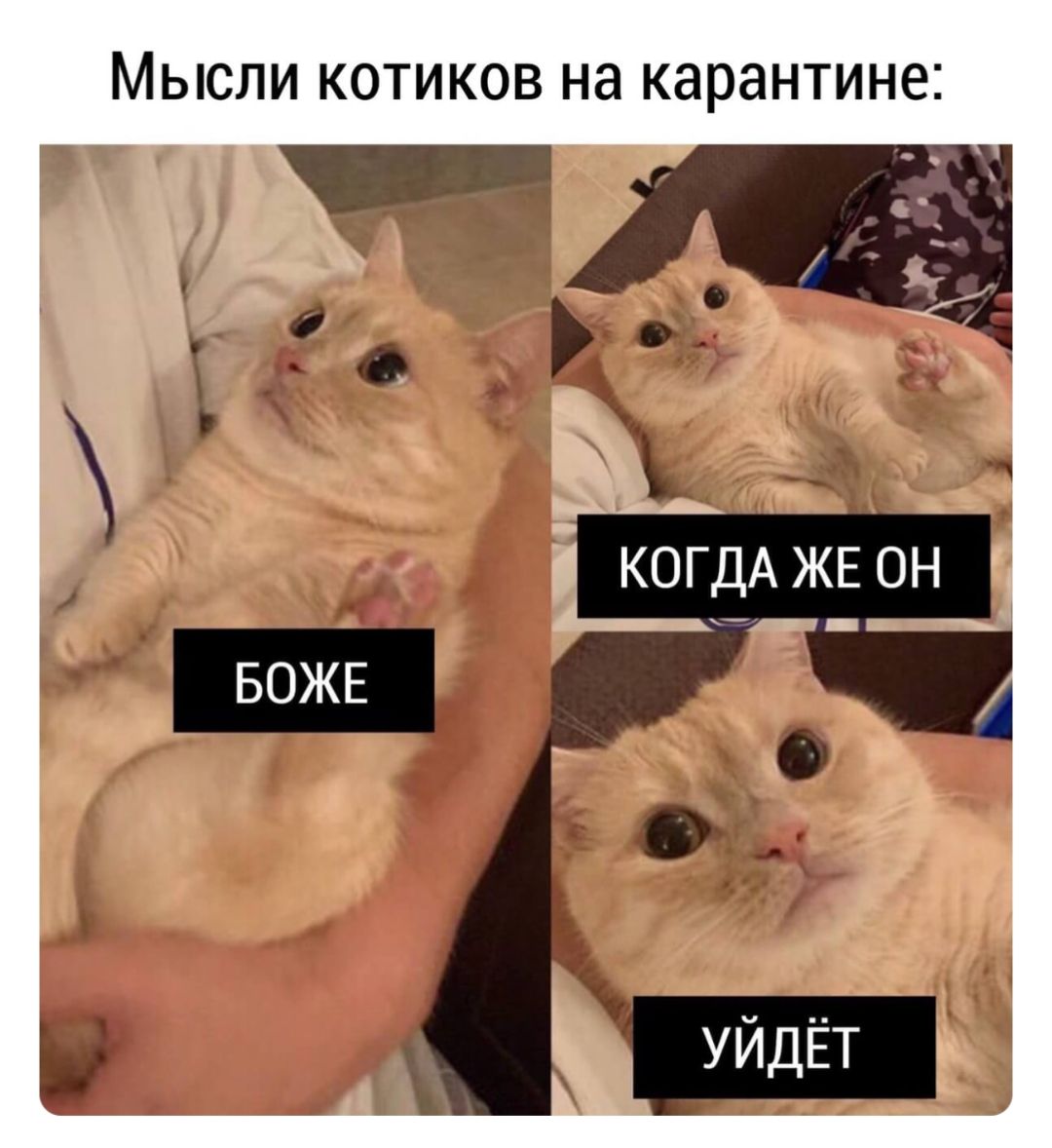Мысли котиков на карантине: БОЖЕ КОГДА ЖЕ ОН УЙДЁТ