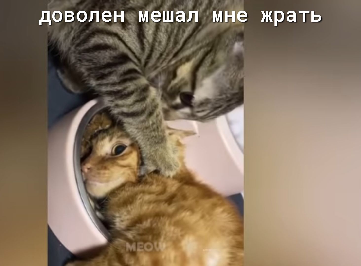 1 1 доволенещршал мне жрать