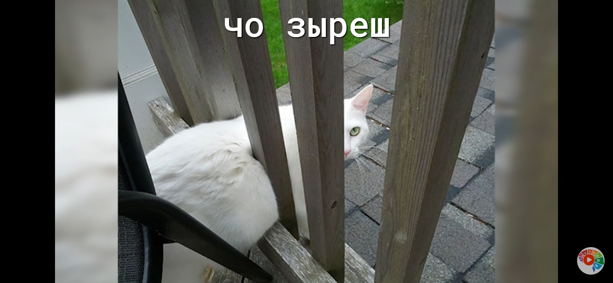 Чо зырё г