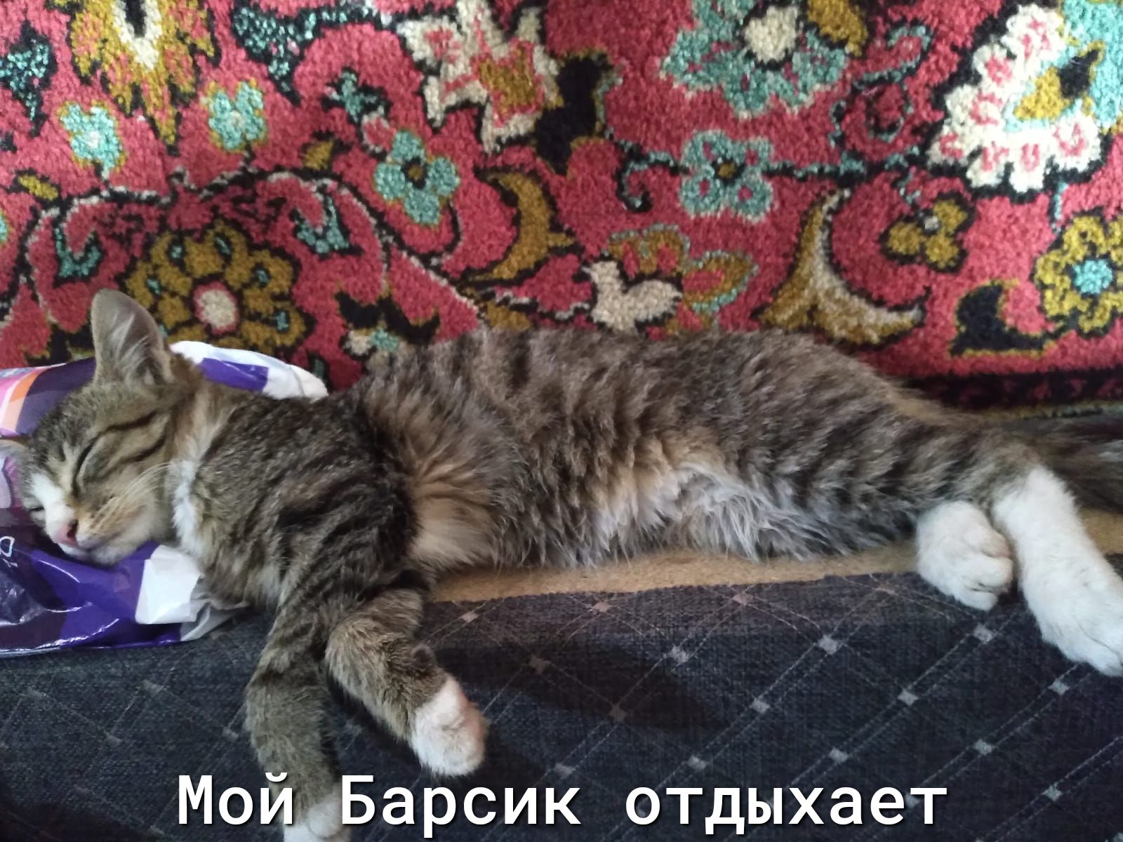 нё ъ МойдБарсиК отдыхает
