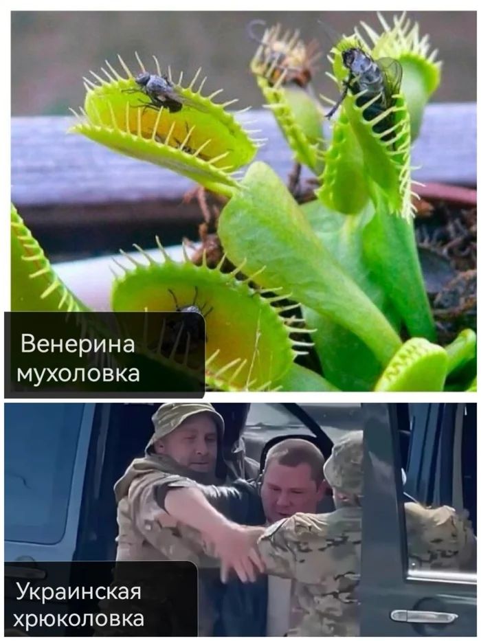 Венеринa мухоловка
Украинская хруколовка