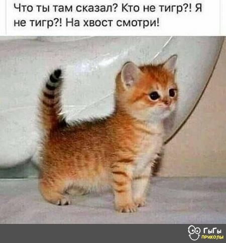 Что ты там сказал Кто не тигр Я не тигр На хвост смотри