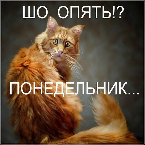 ШО ОПЯТЬ