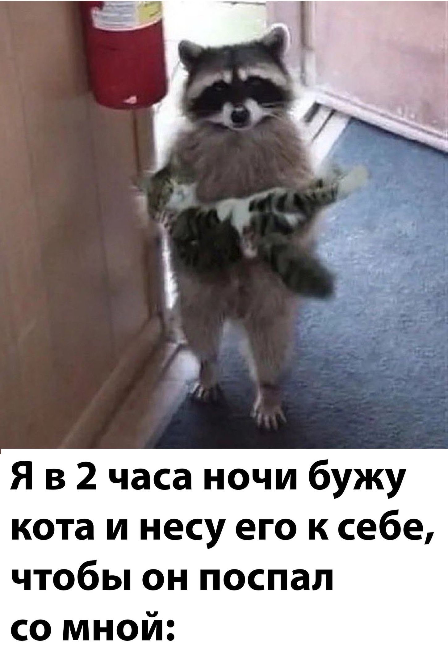 Я в 2 часа ночи бужу кота и несу его к себе чтобы он поспал со мной