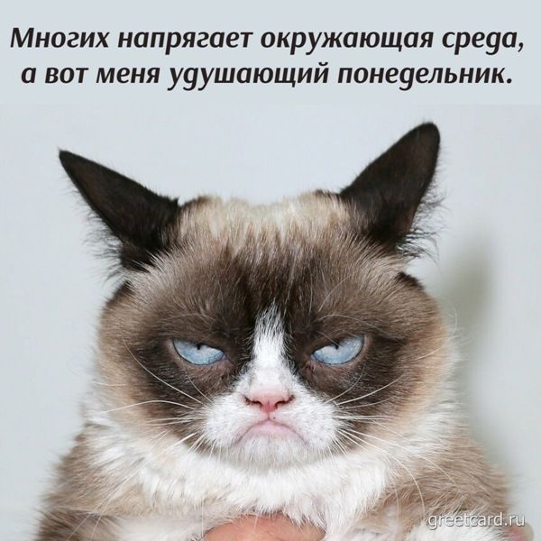 Многих напрягает окружающая среда а вот меня ууушающий понеуельник
