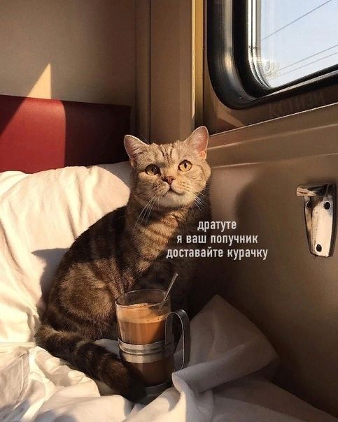 и ваш пппучиик дппавайп иурачку