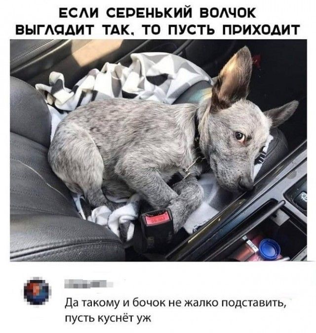 ЕСАИ СЕРЕНЬКИЙ ВОАЧОК ВЫГАОАИТ ТАК ТО ПУСТЬ ПРИХОДИТ П Да ТВКОМУ И бОЧОК не ЖВЛКО ПОДСТВБИТЬ пусть куснёт уж