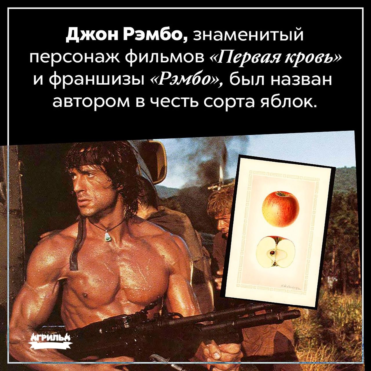 джон Рэмбо знаменитый персонаж фил ьмов Первая кровь и франшизы Рэмбо был назван автором в честь сорта яблок