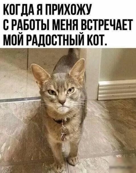 КОГДА Я ПРИХОЖУ С РАБОТЫ МЕНЯВВТРЕЧАЕТ МПИ РАДОСТНЫИ КПТ _