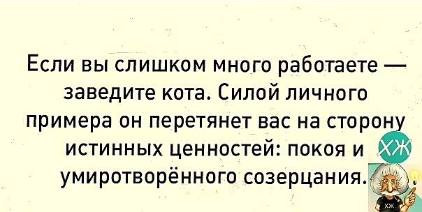 Если вы слишком много работаете заведите кота Силой личного примера он перетянет вас на сторон истинных ценностей покоя и 6 умиротворённого созерцания А