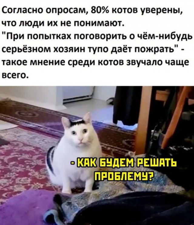 Согласно опросам 80 котов уверены ЧТО люди их не ПОНИМВЮТ При попытках поговорить о чём нибудь серьёзном хозяин тупо даёт пожрать такое МНЕНИЕ среди КОТОВ ЗВУЧЭЛО чаще ВСЕГО пшвчвэгёгШдть