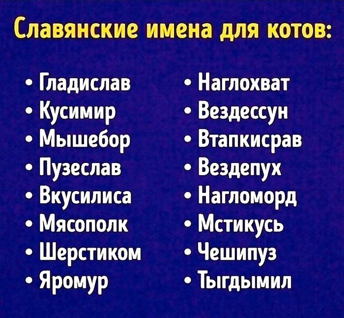 Славянские имена для КОТОВ Гладиспав Кусимир Мышебор Пузеслав Вкусиписа Мясополк Шерстиком Яромур Нагпохват Вездессун Втапкисрав Вездепух Нагпоморд Мстикусь Чешипуз Тыгдымил