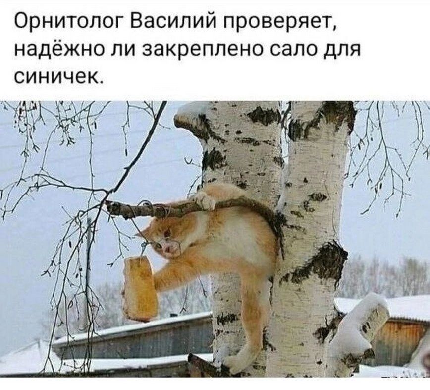 Орнитопог Василий проверяет надёжно ли закреплено сало для синичек
