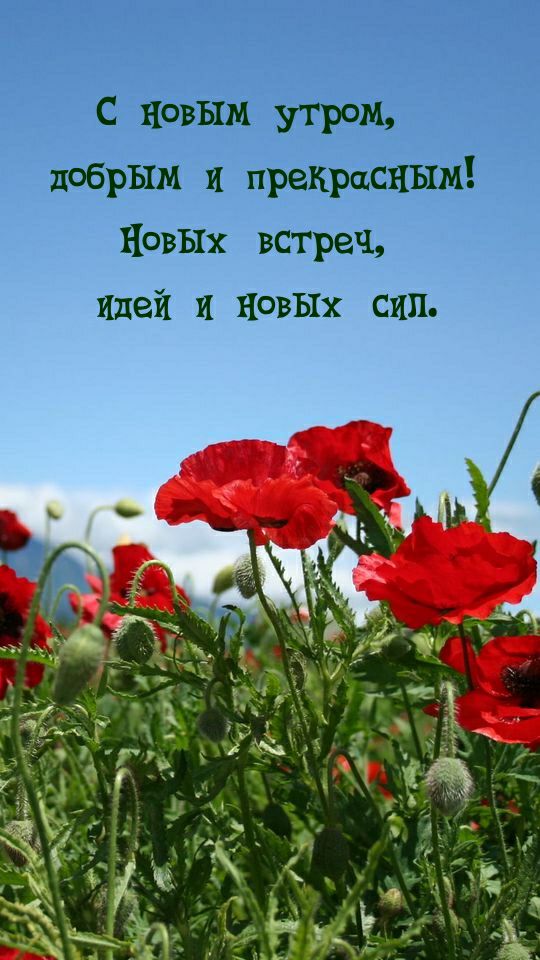 с новым утром добрым и преКРцСНЪШ НОВЫХ встреч и И НОВЫХ СИП Иде