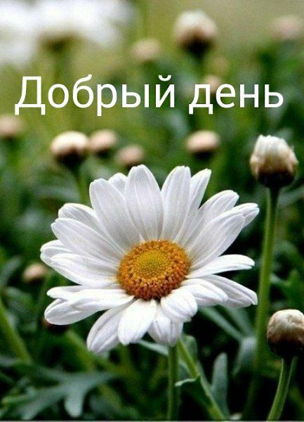 г Добрыйдень