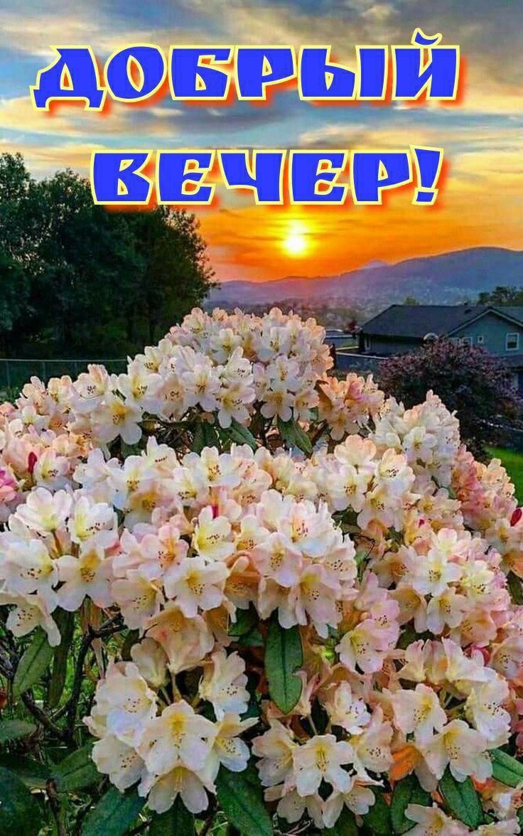 чот вт дОБРЬИ ВЕЧЕР