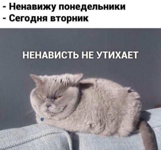 Ненавижу понедельники Сегодня вторник НЕНАВИСТЬ НЕ УТИХАЕТ