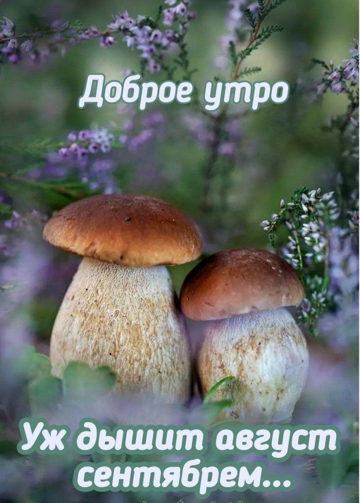 днуьаі мёд Яг тдышит август сентябрем