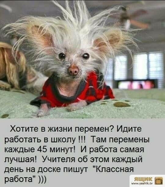 Хотите в жизни перемен Идите работать в школу Там перемены каждые 45 минут И работа самая лучшая Учителя об этом каждый день на доске пишут Классная работа