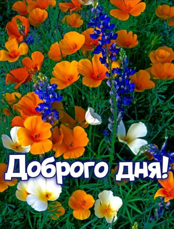 драго