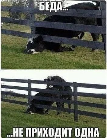 РШШДИТ пднд