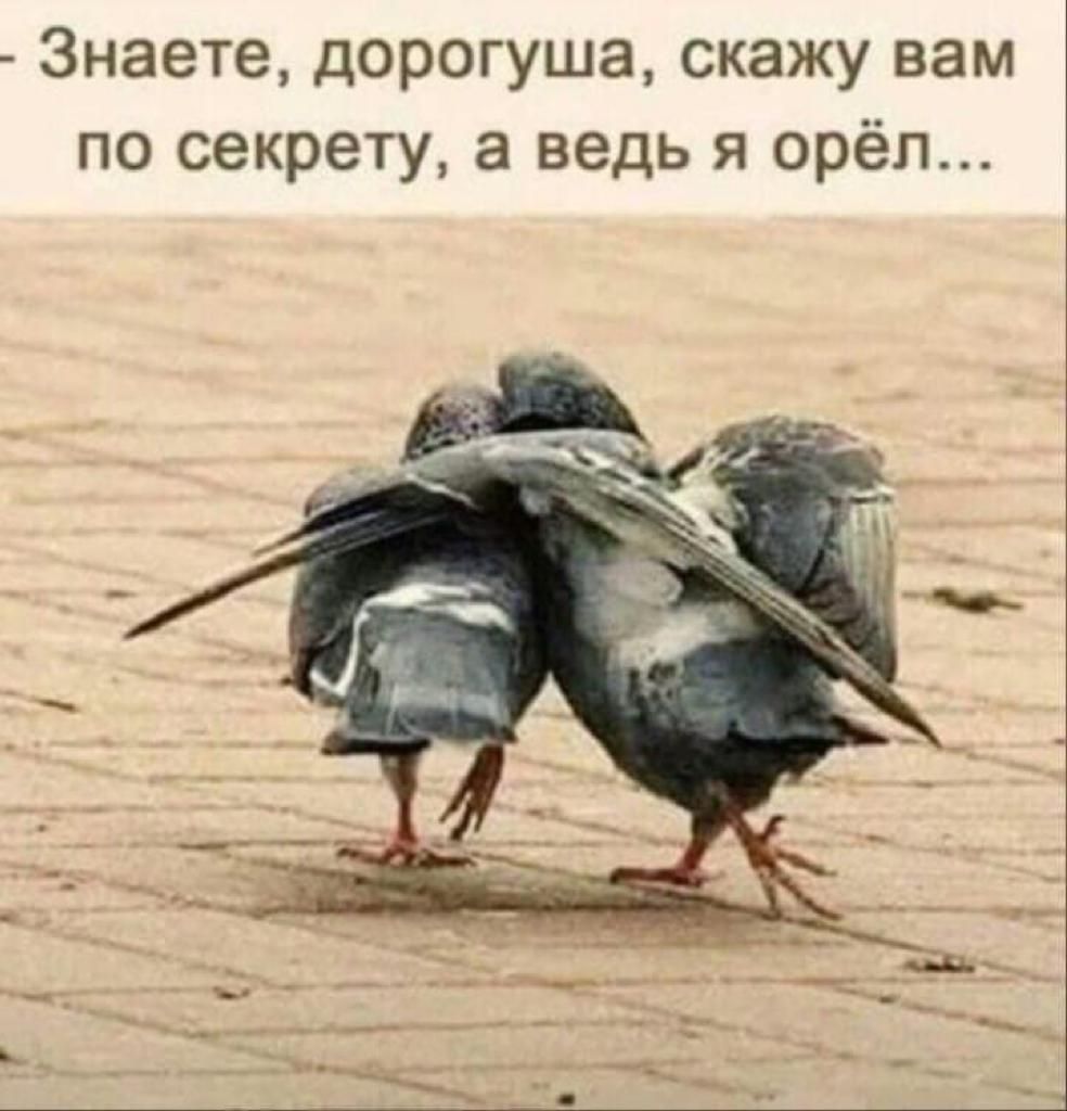 Знаете дорогуша скажу вам по секрету а ведь я орёл