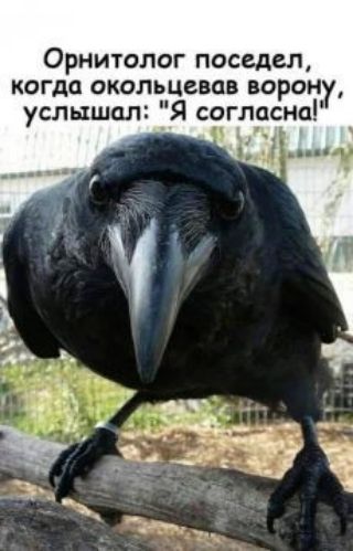 Орнитопог поседелі когда окольцевав ворон услышал Я согласна _