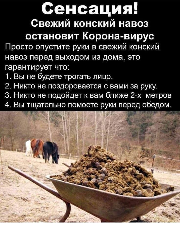 Сенсация Свежий конский навоз остановит Корона вирус Просто опустите руки в свежий конский навоз перед выходом из дома это гарантирует что 1 Вы не будете трогать лицо 2 Никто не поздоровается с вами за руку 3 Никто не подойдет к вам ближе 2 х метров 4 Вы тщательно помоете руки перед обедом