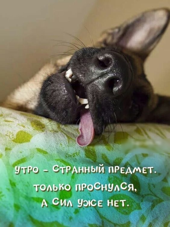 НіГ г 1 с ГЦ у