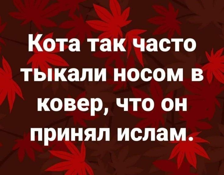 Ёжка айвсто ша ЛИ НОСОМ В ковер ЧТО ОН ПРИНЯЛ ислам ЭХ