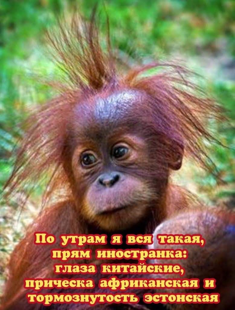 прям ииосграика 2 глаза китайские прическа африканская и тормозтость эстонская