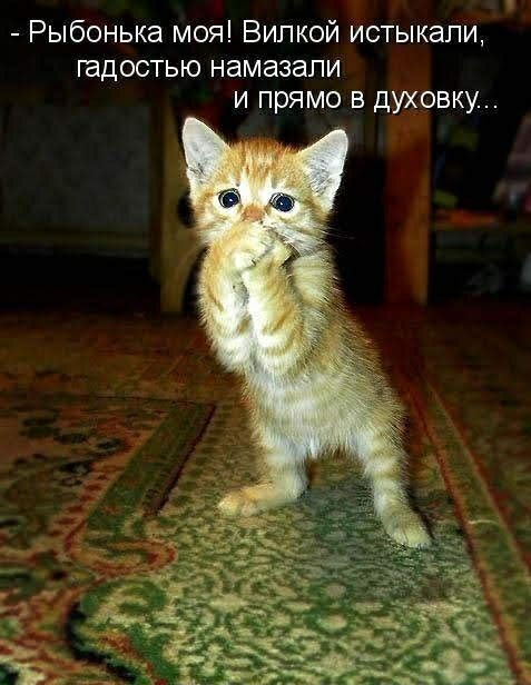 Рыбонька моя Випкой истыкапи гадостью намазапи и прямо в духовку