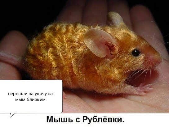 перешли мым близким