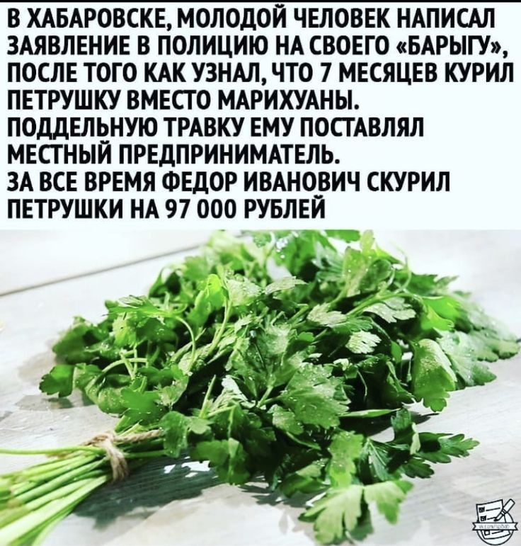 В ХАБАРОВСКЕ МОЛОДОЙ ЧЕЛОВЕК НАПИСАЛ ЗАЯВЛЕНИЕ В ПОЛИЦИЮ НА СВОЕГО БАРЫГУ ПОСЛЕ ТОГО КАК УЗНАЛ ЧТО 7 МЕСЯЦЕВ КУРИЛ ПЕТРУШКУ ВМЕСТО МАРИХУАНЫ ПОДДЕЛЬНУЮ ТРАВКУ ЕМУ ПОСТАВЛЯЛ МЕСТНЫЙ ПРЕДПРИНИМАТЕЛЬ ЗА ВСЕ ВРЕМЯ ФЕДОР ИВАНОВИЧ СКУРИЛ ПЕТРУШКИ НА 97 000 РУБЛЕИ