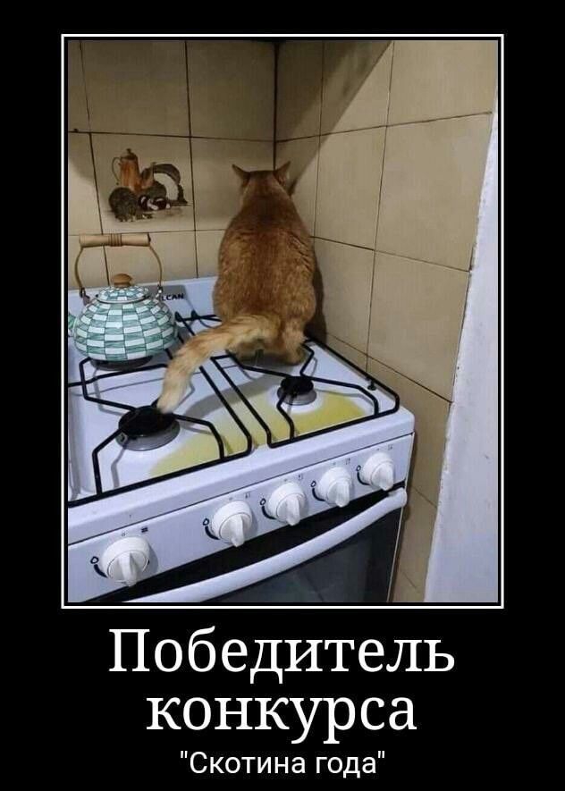 Победитель конкурса Скотина года ИПП сэ