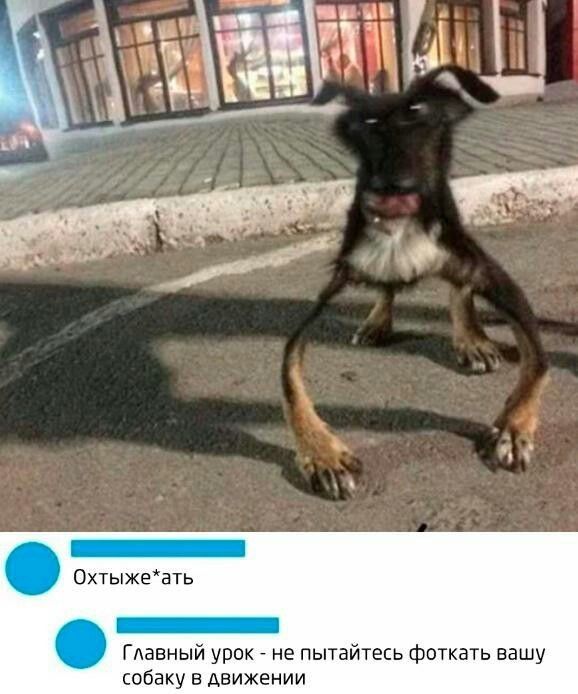 Охтыжеать Главный урок не пытайтесь фоткать вашу собаку в движении