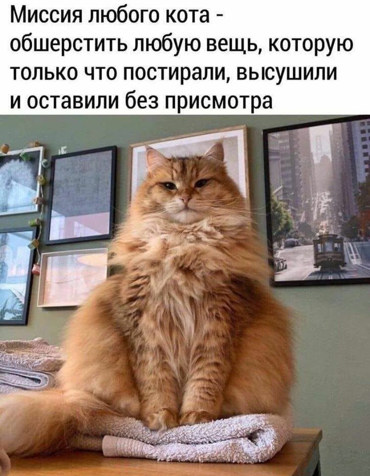 Миссия любого кота обшерстить любую вещь которую только что постирали высушили и оставили без присмотра