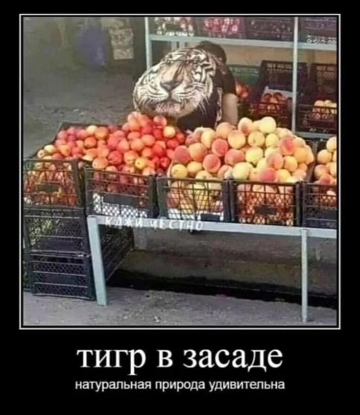тигр в засаде натуральная природа уливитепьиа