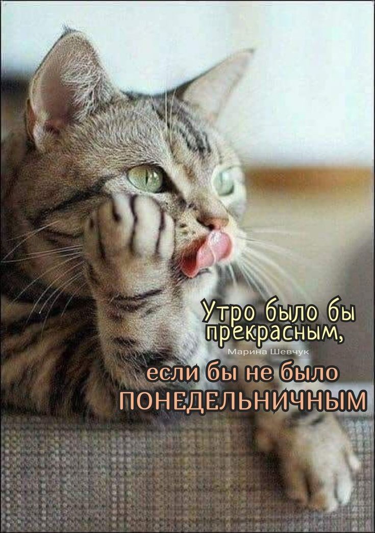 В тро очЛОТбы Пр М еслибы 0е МОНЕДЕЛЬН ИЧНЬМ